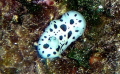   critter taken Sony camera  